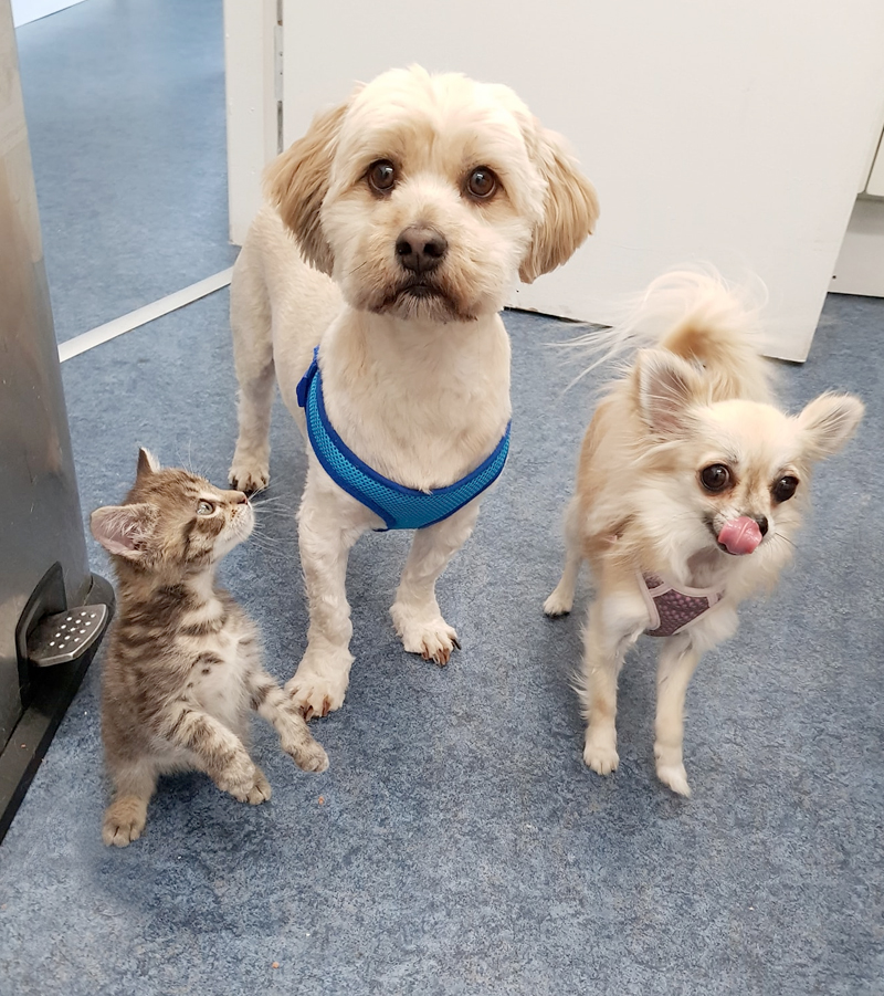 Bushypark Vets Galway provides you with everything you need to travel with ease with your cat or dog with a pet passport.