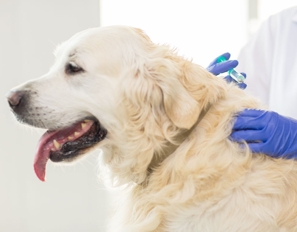 Vaccination for your Dog, Cat, Puppy or Kitten, Bushypark Vets, Galway
