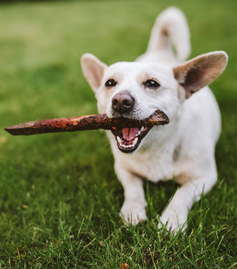 Look after your pet, Bushypark Vets provides dog and cat dental care